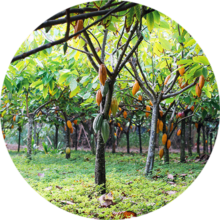 Cacao beans on trees